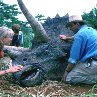 Still of Laura Dern and Sam Neill in Jurassic Park