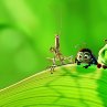 A Bug's Life