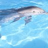 Dolphin Tale