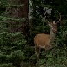 The Deer Hunter